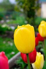 Yellow tulip on flower bed with other flowers in the garden - 779792378