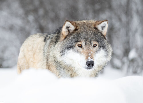 Eurasian Grey Wolf in a Snowy Scandinavian Forest