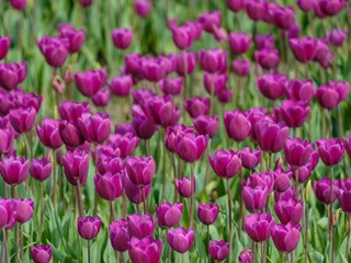 Foto auf Acrylglas Tulip field - Tulpenveld © Holland-PhotostockNL