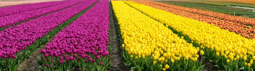 Foto auf Acrylglas Tulip field - Tulpenveld © Holland-PhotostockNL