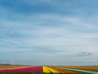 Foto auf Leinwand Tulip field - Tulpenveld © Holland-PhotostockNL