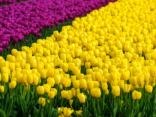 Tulip field - Tulpenveld