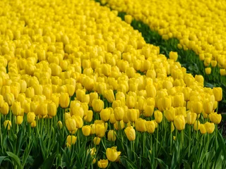 Wandaufkleber Tulip field - Tulpenveld © Holland-PhotostockNL