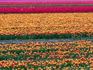 Foto auf Leinwand Tulip field - Tulpenveld © Holland-PhotostockNL