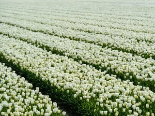 Fototapeten Tulip field - Tulpenveld © Holland-PhotostockNL