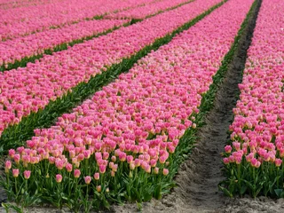 Küchenrückwand glas motiv Tulip field - Tulpenveld © Holland-PhotostockNL