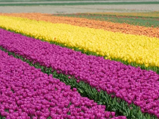 Fototapeten Tulip field - Tulpenveld © Holland-PhotostockNL