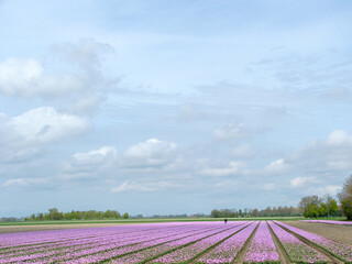 Fototapeta na wymiar Tulip field - Tulpenveld