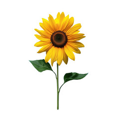 Yellow Sunflower and Green Leaves on White Background
