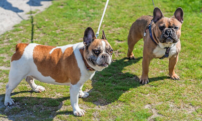 French bulldogs playing at city park. Dog is best human friend. Pet lifestyle