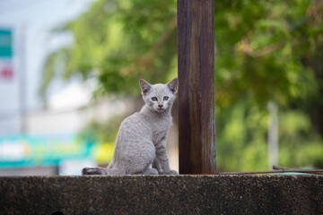 Thai animal - Thai stray cat Thai stripe cat or Siamese Cat stand which has brown color stand, sit,...