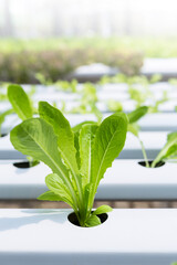 Closeup Young Cos lettuce in Hydroponic system rack, organic agriculture industry concept