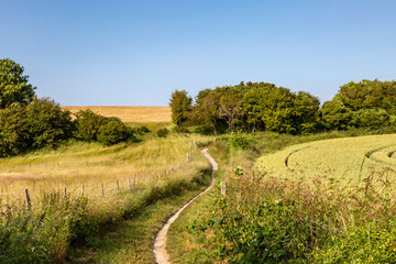 A summer's day in the South Downs, with a pathway between fields and a blue sky overhead