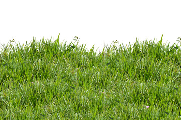 Obraz premium Green grass isolated on white. Fresh green grass isolated against a transparent background. ecology freshness field lawn. Natural spring summer design elements