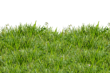 Green grass isolated on white. Fresh green grass isolated against a transparent background. ecology freshness field lawn. Natural spring summer design elements