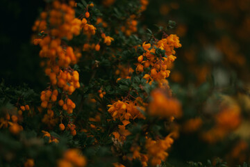 Naklejka na ściany i meble Orange flowers on the branch