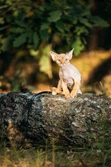 Cute Funny Curious Playful Beautiful Devon Rex Cat sitting on tree trunk in forest, garden. cat Looking At Camera. Obedient Devon Rex Cat With Cream Fur Color. Cats Portrait. Amazing Pet. hairless cat