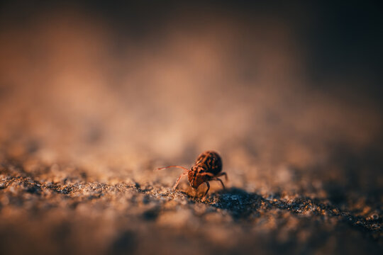 Bunter Kugelspringer (lateinisch Dicyrtomina ornata)