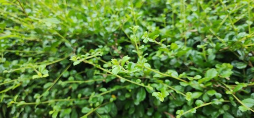 Selective focus of Fukien Tea or Philippine Tea planted along the fence of the house. Carmona retusa (Vahl.) Masum, thick leaves, 3-lobed, serrated tips, dark green, shiny. Popularly grown 
