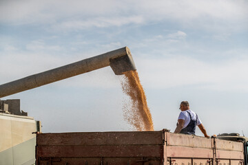 Farmer watches as a stream of grain is loaded from a combine harvester into a transport truck