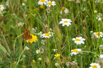 Mariposa en flores