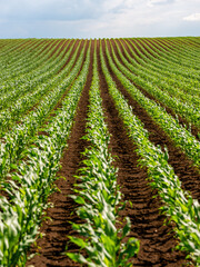 Seamless rows of young corn plants growing in a vast, vibrant green agricultural field