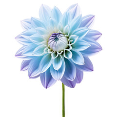 Close-up of a stunning light blue and purple violet dahlia flower with detailed petals and stem isolated transparent background