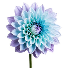 Close-up of a stunning light blue and purple violet dahlia flower with detailed petals and stem isolated transparent background