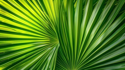 Obraz premium Close-up of vibrant green palm leaves radiating from center
