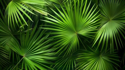 Vibrant green tropical palm leaves filling the entire frame