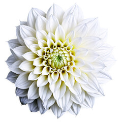 Close-up of a stunning pure white dahlia flower with detailed petals isolated transparent background