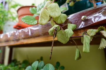 Darning dragonfly aeshnidae, aeshna isoceles. - obrazy, fototapety, plakaty