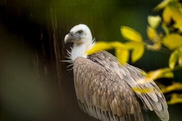 griffon vulture close-up portrait on blurred background in wild nature among blurred leaves