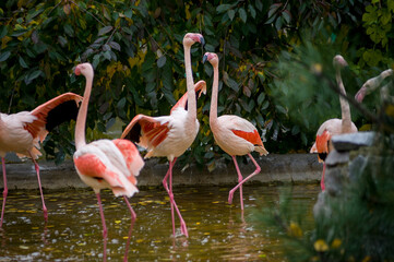 a flock of pink flamingos on a pond in their natural habitat. Flamingo at the zoo