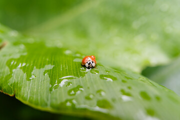 Red Coccinellidae posing on a large green leaf.