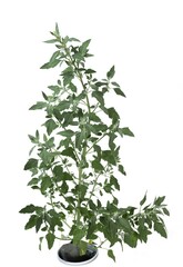 Chenopodium album plant isolated on white background, studio shot