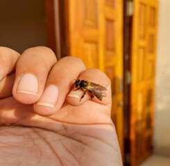 Closeup of honeybee sitting in human hand, nature photography, bees wallpaper