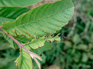 Guava fruit leaves are damaged by insects