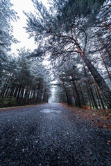 Obraz premium Vertical panorama capturing the serene beauty of a snow-blanketed wilderness.