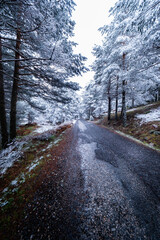 Snow-covered forest path with tall pine trees, falling snowflakes creating a serene winter landscape