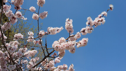 Spring flowering apricot fruit tree. White spring flowers
