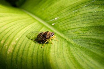 Cicadidae on a large green leaf.