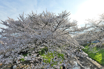 横浜, 江川せせらぎ緑道に咲いてた桜