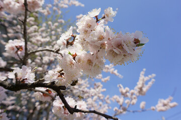 Blooming apricot branch on a blue sky background. White spring flowers