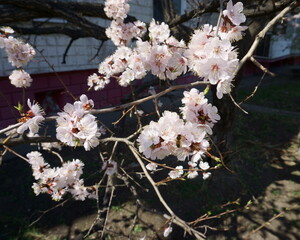 Spring flowering apricot fruit tree. White spring flowers