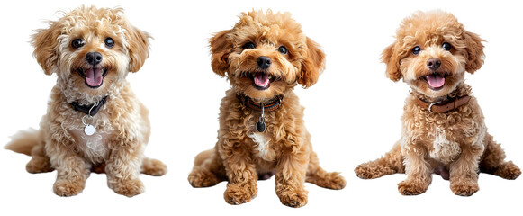 smiling toy poodle isolated on a transparent PNG background, white background , Generative Ai