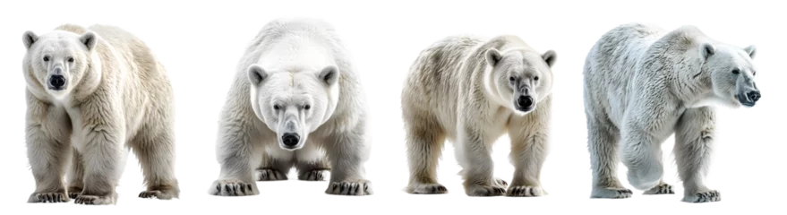 Fotobehang Polar bear isolated on a transparent PNG background, white background , Generative Ai © Category PNG 