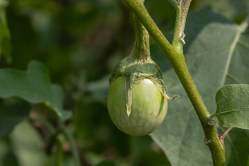 Thai garden and vegetables - 
green eggplant on the tree with selective focus.