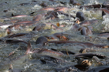 Many fish in the water. Freshwater fishing