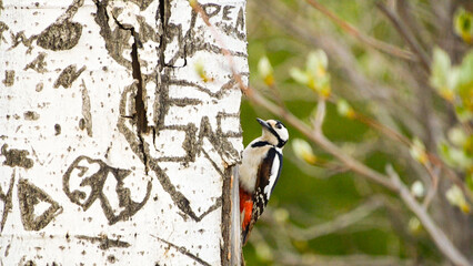 woodpecker on the trunk of an urban poplar with vegetation - 779812587